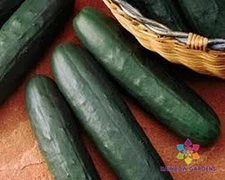 25+ Thunder Cucumber Seeds for Garden Planting - USA - FREE SHIPPING!