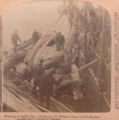 ANTIQUE Stereoview Photo Card WHALING IN BAFFIN BAY Taking Out Whale Bone