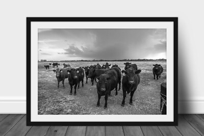 Cow Framed Print: Kansas Angus Cattle Black & White Farm Country Ranch Wall Art
