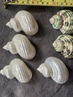 Assorted Mixed Seashells Lot for Crafts & Decor (As Pictured) — photo 2