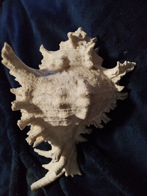 Chicoreus ramosus Big Muricidae, Murex, Sea shell, Conch Stunning 8x6 inches