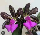 Cattleya Fascelis Orchid Plant Fragrant