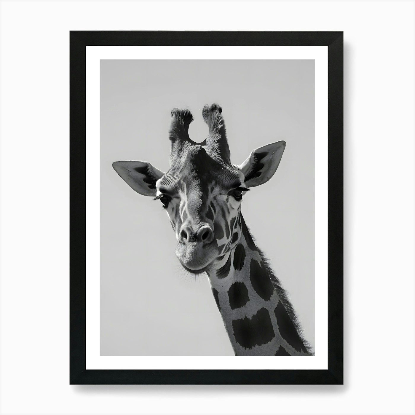 Black and White Giraffe Portrait –  Framed Wall Art Poster Canvas Print Picture