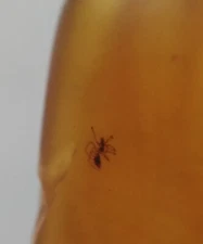 100 MILL. YEARS OLD BURMITE AMBER WITH FLY  (ABR10/58)