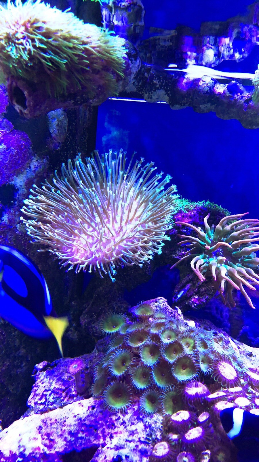 live corals for sale eBay