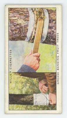 1923 Wills's Cigarettes Garden Hints Grease Banding Fruit Trees #37