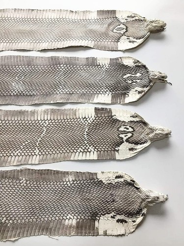 Cobra Snake Skin Snake Leather Hide Splitting Snakeskin with Head Cobra Taxid... - Picture 4 of 8