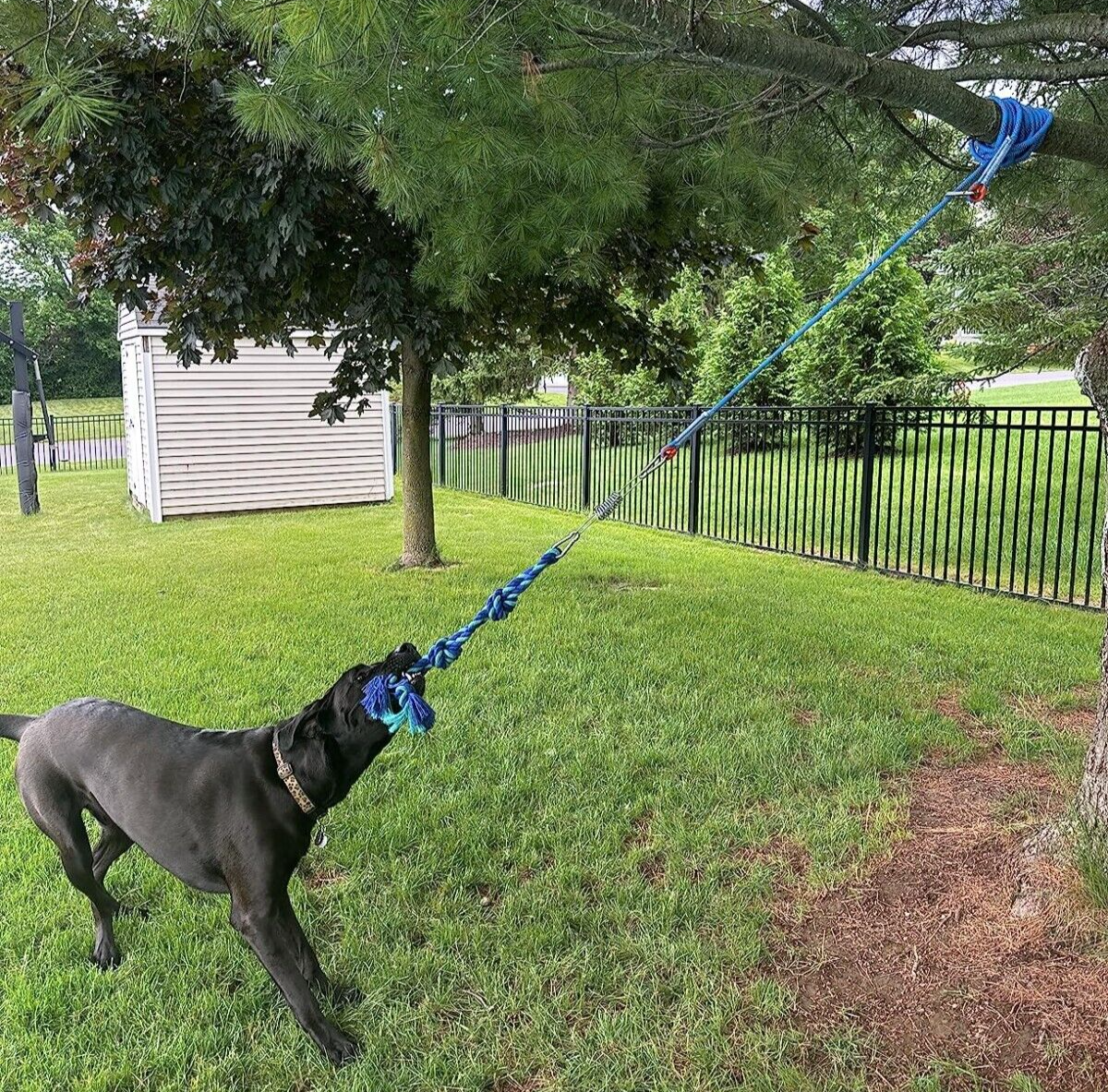 Bungee Dog Toy, Tree Tug Toy for Pitbull Interactive & Exercise