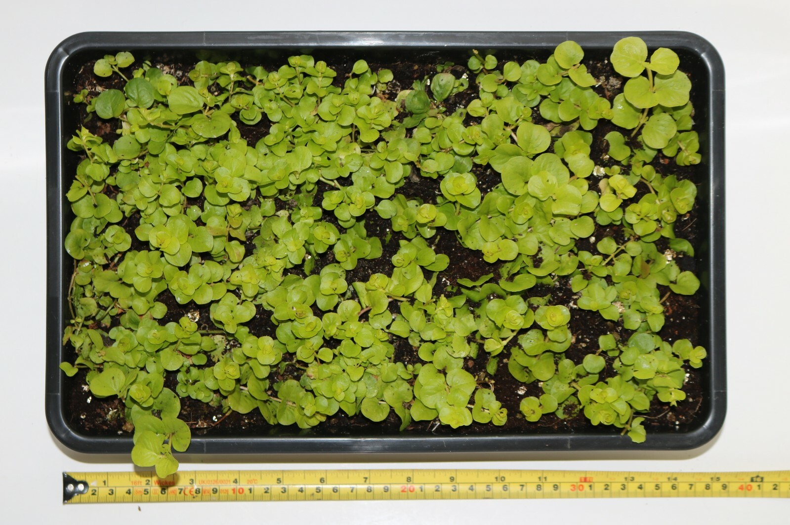 Lysimachia Nummalaria Auria Golden Creeping Jenny in Trays