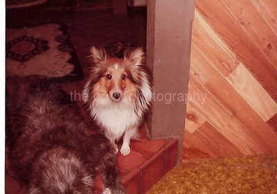 Vintage FOUND DOG PHOTOGRAPH Color ORIGINAL Snapshot 61 41 M