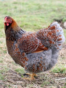 6 Farm Fresh Hatching Eggs GOLD BLUE LACED RED WYANDOTTE Brahpi Orpington ❤️eb