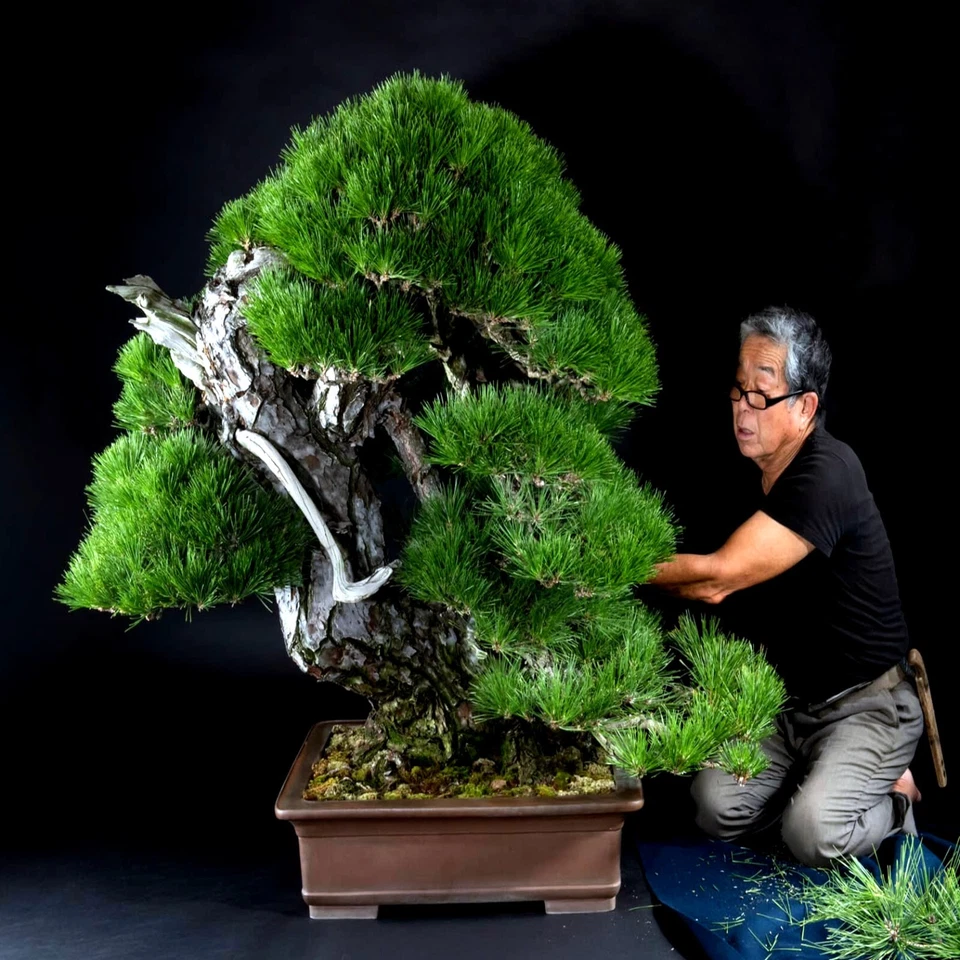 20 SEMILLAS DE PINO NEGRO JAPONÉS (Pinus thunbergii) "Fáciles y famosas para Bonsai" Foto 4 de 4