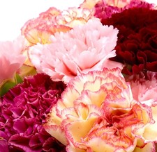 Mixed Carnation Scented Vienna Meadow Flowers - 100x Seeds - Garden