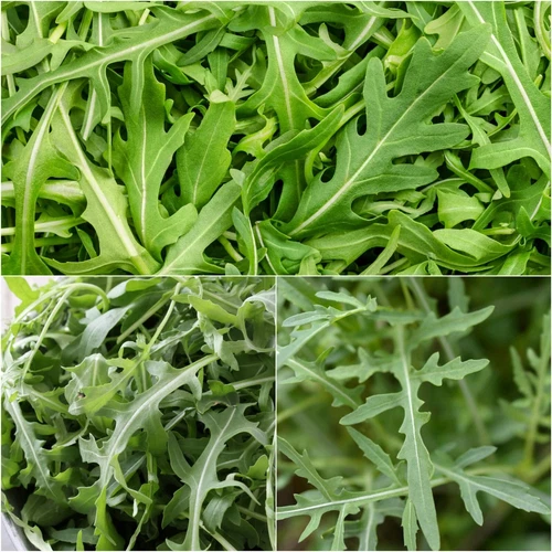 ROCKET PRONTO 100+ Seeds HEIRLOOM vegetable garden QUICK GROW salad leaf arugula
