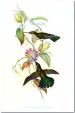 Vintage Hummingbird Art John Gould CANVAS PRINT~ Campylopterus Obscurus 8"X 12"