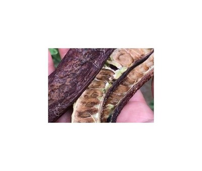10x Johannisbrotbaum Samen (Ceratonia Siliqua) – Hitzeresistente Pflanze Für Garten Oder Topf