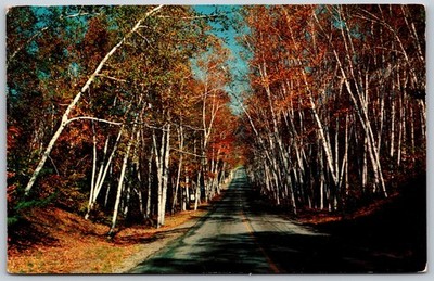 Autumn Birch Tree Lined Road Naugatuck Connecticut VINTAGE Postcard 5126