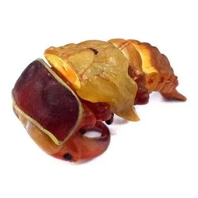 Trading Figure [Secret 3] S04c Stag Beetle (Pupa) Final ChocoQ Japan Animals 7