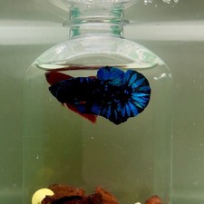 Plakat Avatar Galaxy Male Betta J36
