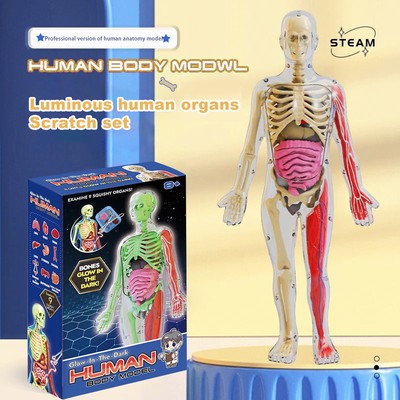 Anatomy Teaching Aid School Students Organs Bones Learning Educational Toy  