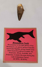 Mosasaur Mosasaurus Fossil 1