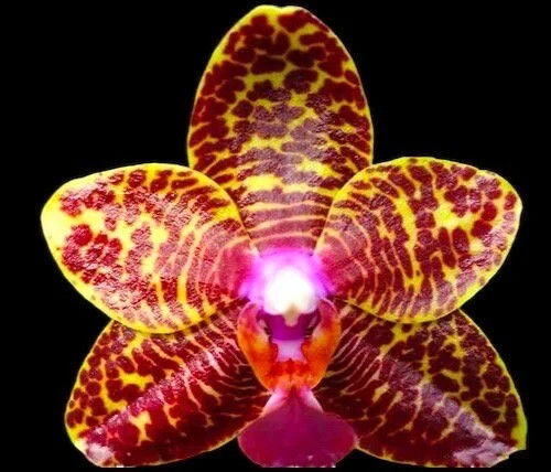 Fragrant Phalaenopsis Sogo Pony (2.5” Pot)