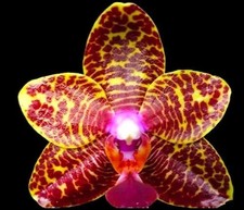 Fragrant Phalaenopsis Sogo Pony (2.5” Pot)