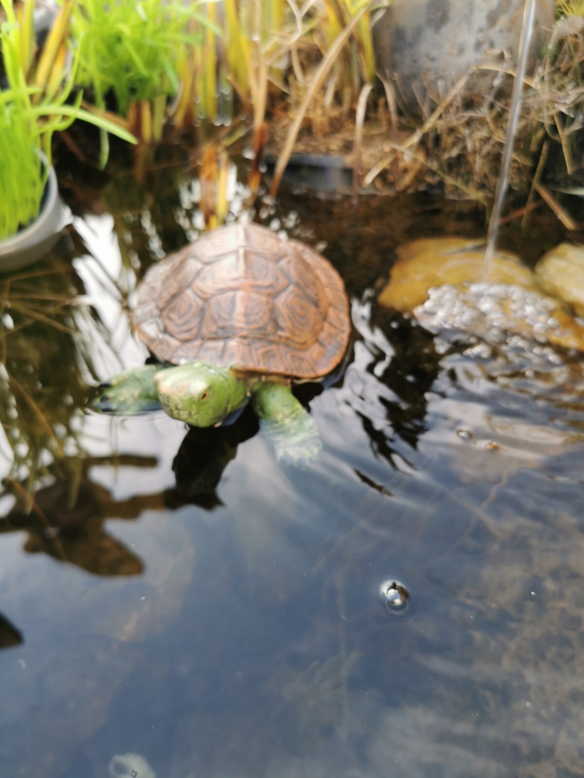 Schwimm Schildkröte Teich Brunnen Garten Deko