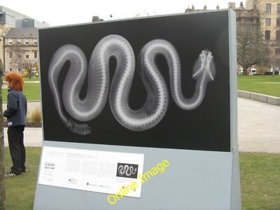 Photo 6x4 Rattlesnake in St Andrew Square Edinburgh An X-ray image of a S c2012