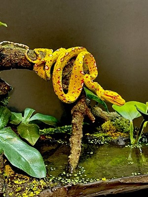Taxidermy Mount Baby Green Tree Python Related Reptile Snake Display 
