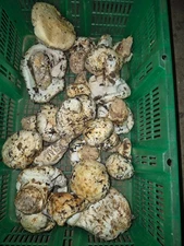 5 POUNDS FRESH WILD MATSUTAKE/PINE MUSHROOMS