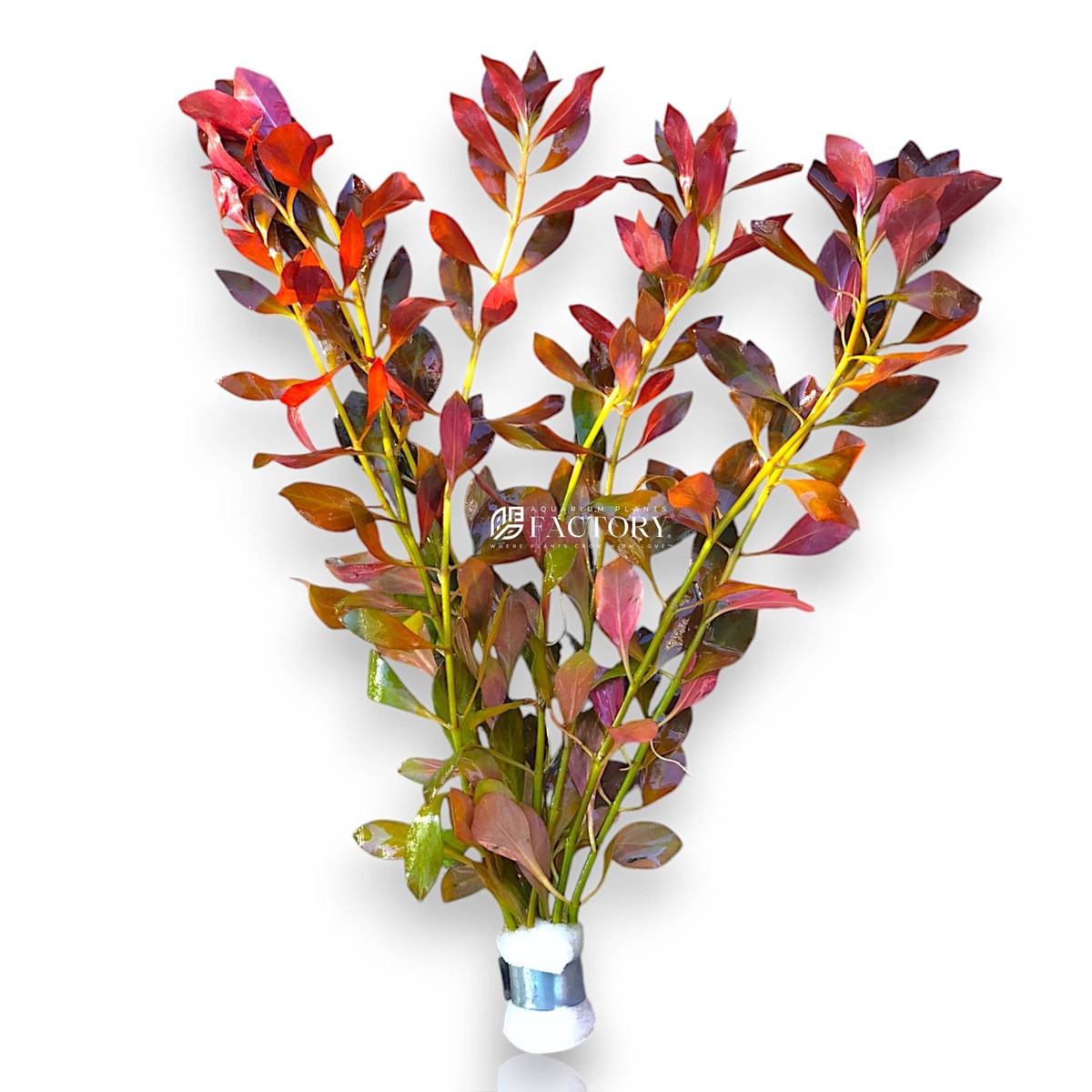 Ludwigia Repens | Aquarium Plants Factory