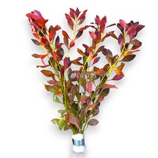 Ludwigia Repens  Aquarium Plants Factory 