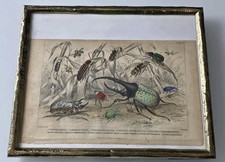 Original Vintage Lithograph Book Plate Hercules Beetle etc by Blackie and Son 