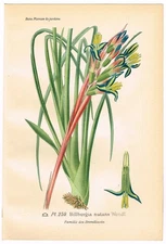 ANTIQUE PRINT 1896 CHROMOLITHOGRAPH FLORAL GARDEN BOTANICAL DESIRE BOIS PL. 259