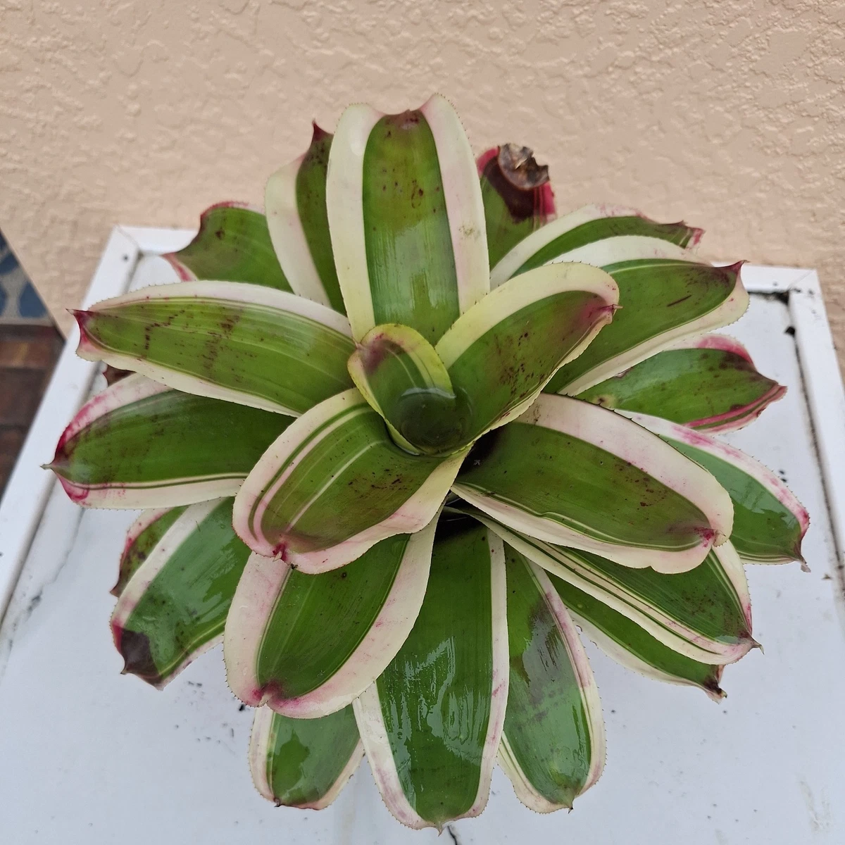25+ Neoregelia for sale | Updated Oct 2026