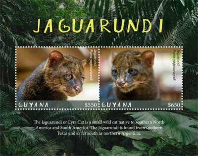 Guyana 2017 Jaguarundi Eyra Cat Souvenir Stamp Sheet Scott #4337  MNH