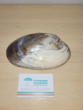 Abalone Shell Polished Oyster Mother Of Pearl