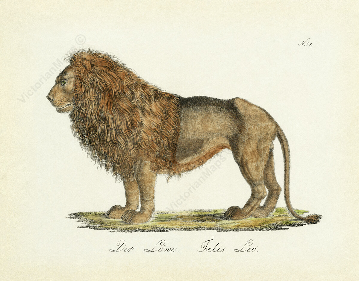 Lion Felis Leo Lowe antique Georgian engraved print Brodtmann 1816