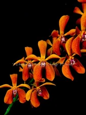 Renvanvanda Dao Manee "Sunset Glow"    L