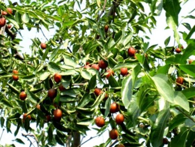 2 winterharte DattelBäume schnellwüchsige exotische Pflanzen im für