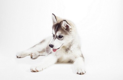 Encadrée Imprimer Lone Husky Chiot Photo Poster Loup Chien