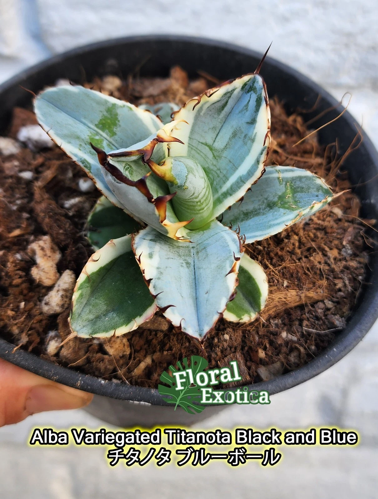 Agave Titanota 'Black and Blue' Albo Variegated