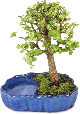 Live Dwarf Jade Bonsai Tree - Easy Care Zen Pot, Perfect Indoor Accent (5-8  i... | eBay
