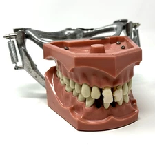 1960s Columbia Dentoform NY Dental Teaching Teeth Model 861 862 Missing Teeth