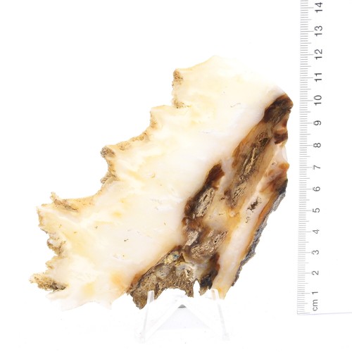 Angel Wing Jasper 4 x Slabs 411g Pack, Cabbing, Lapidary, Gemstone Rough - Picture 3 of 4