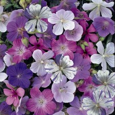 T&M Geranium Reflections Hardy Perennial (Approx. 10 Seeds) 1x Seed
