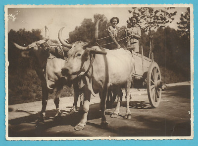 photo with girls on ox towed wagon - Catanzaro - 1937