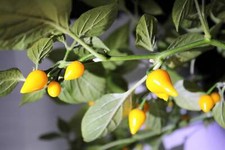 25 YELLOW BIQUINHO PEPPER Brazilian Capsicum Chinense Chile Sweety Drop Seeds