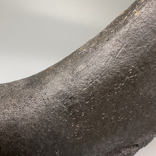 Rare 5.53" Fossil Ulna w/multiple MEGALODON Shark Tooth Bite Marks - Deep!!! - Picture 7 of 11